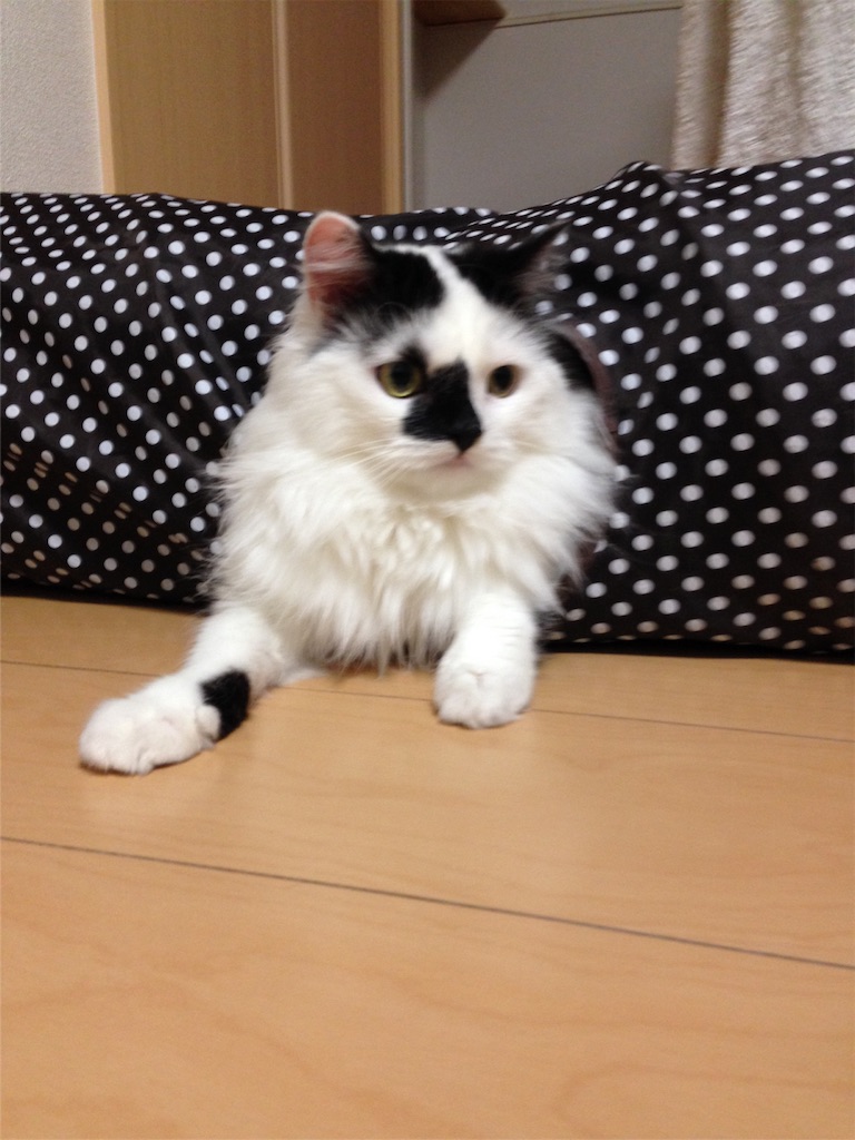 f:id:oyakitoneko:20160306162319j:image f:id:oyakitoneko:20160306162319j:image