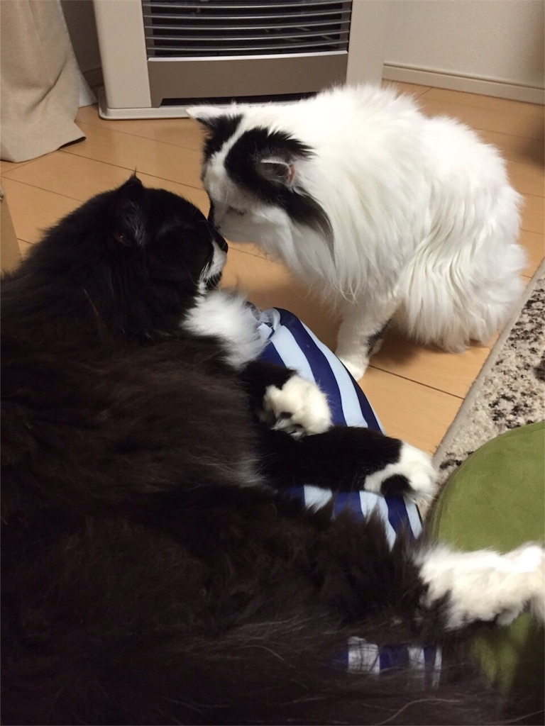 f:id:oyakitoneko:20160306162914j:image f:id:oyakitoneko:20160306162914j:image