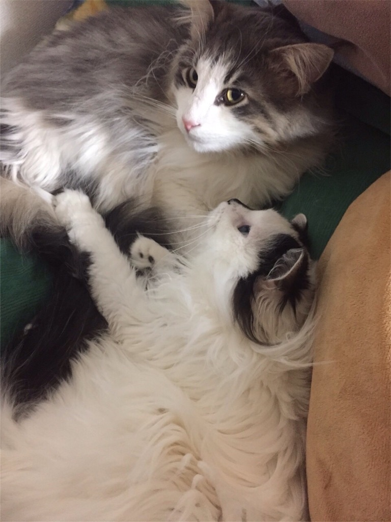 f:id:oyakitoneko:20160306163045j:image f:id:oyakitoneko:20160306163045j:image