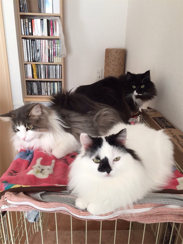 f:id:oyakitoneko:20160306163744j:image f:id:oyakitoneko:20160306163744j:image