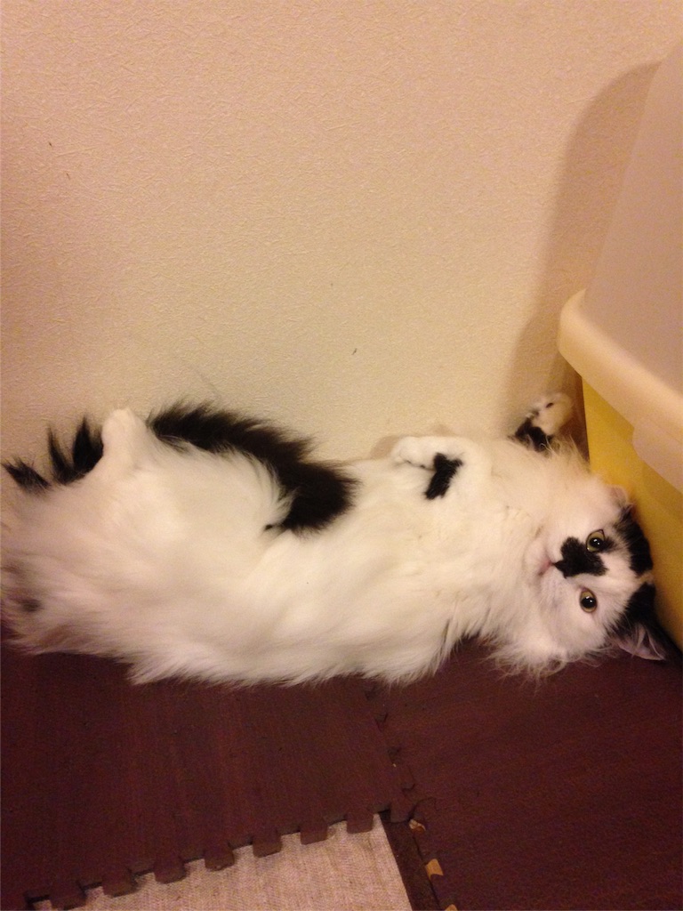 f:id:oyakitoneko:20160413204745j:image f:id:oyakitoneko:20160413204745j:image