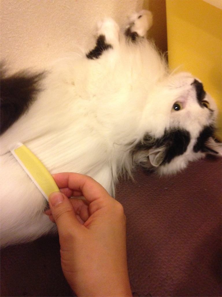 f:id:oyakitoneko:20160413204758j:image f:id:oyakitoneko:20160413204758j:image