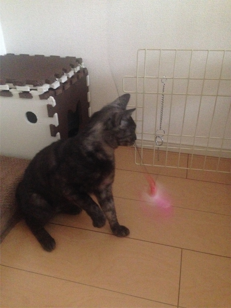 f:id:oyakitoneko:20160503221326j:image f:id:oyakitoneko:20160503221326j:image
