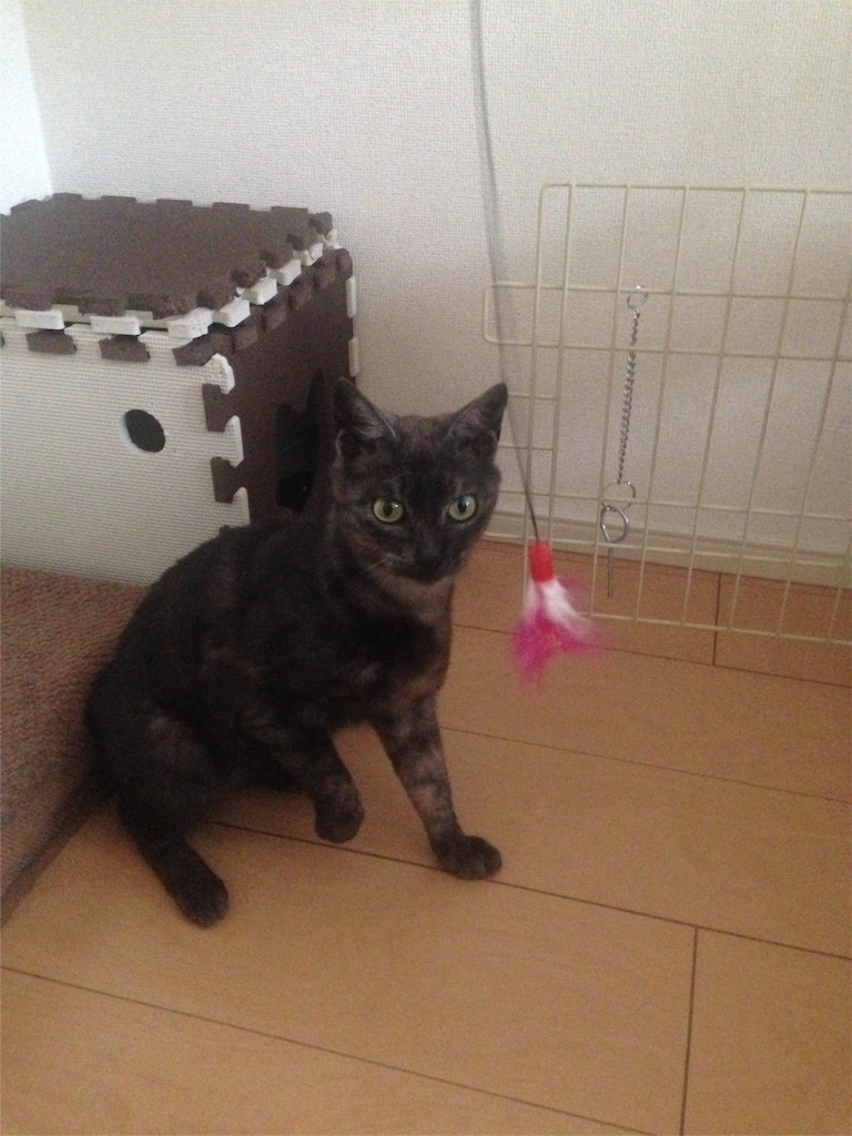 f:id:oyakitoneko:20160503221338j:image f:id:oyakitoneko:20160503221338j:image