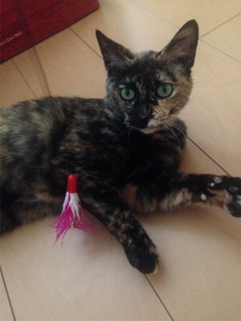 f:id:oyakitoneko:20160503221444j:image f:id:oyakitoneko:20160503221444j:image