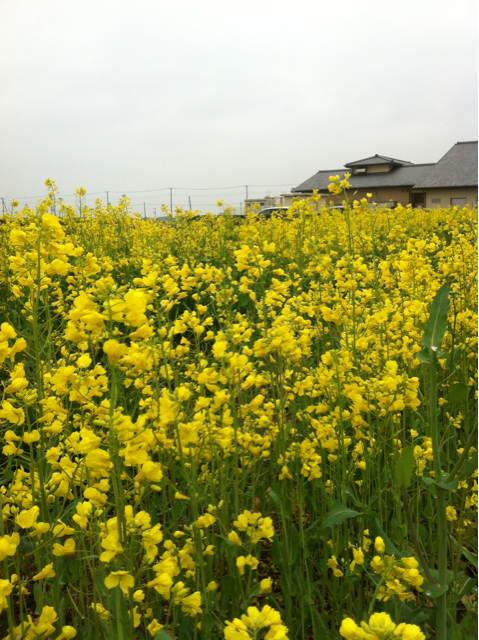 f:id:oyako-kitchen268:20130402135635j:plain f:id:oyako-kitchen268:20130402135635j:plain
