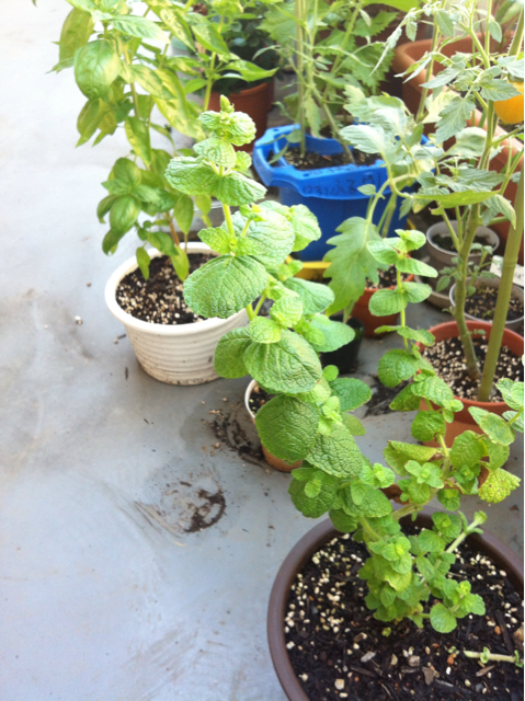 f:id:oyako-kitchen268:20130718185947j:plain f:id:oyako-kitchen268:20130718185947j:plain