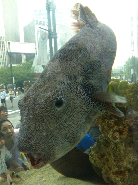 f:id:oyako-kitchen268:20130825211706j:plain f:id:oyako-kitchen268:20130825211706j:plain