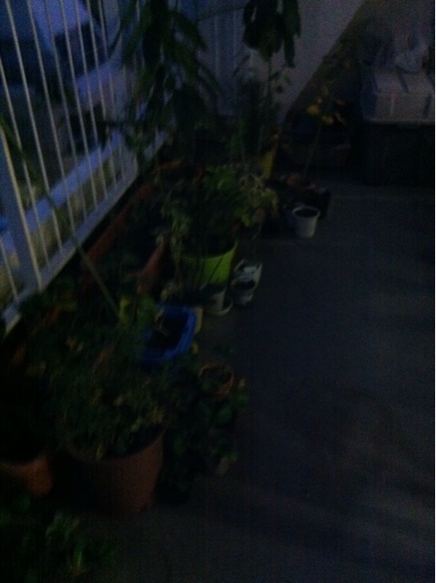 f:id:oyako-kitchen268:20131130203638j:plain f:id:oyako-kitchen268:20131130203638j:plain