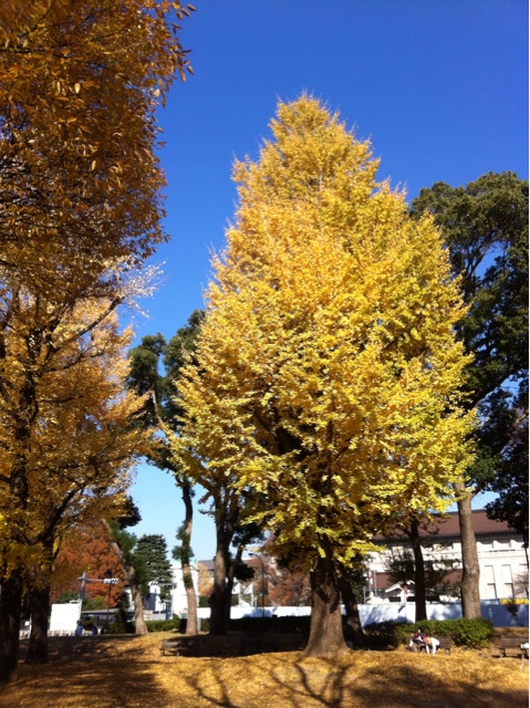 f:id:oyako-kitchen268:20131203231423j:plain f:id:oyako-kitchen268:20131203231423j:plain