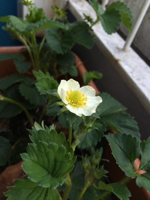 f:id:oyako-kitchen268:20140407082845j:plain f:id:oyako-kitchen268:20140407082845j:plain