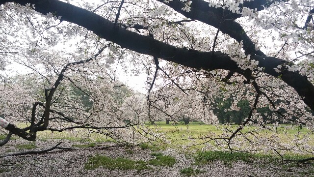 f:id:pajamajp:20160405084748j:image f:id:pajamajp:20160405084748j:image