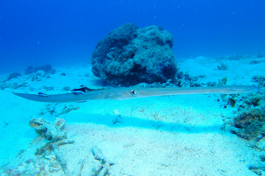 f:id:palwave_okinawa:20160519204938j:plain f:id:palwave_okinawa:20160519204938j:plain