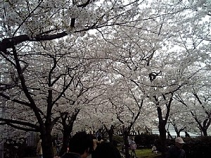 f:id:panda728:20060409002408j:image f:id:panda728:20060409002408j:image