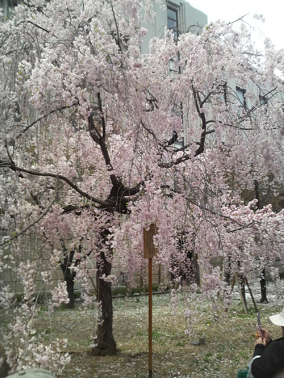 f:id:panda728:20110419122842j:image:w500 f:id:panda728:20110419122842j:image:w500