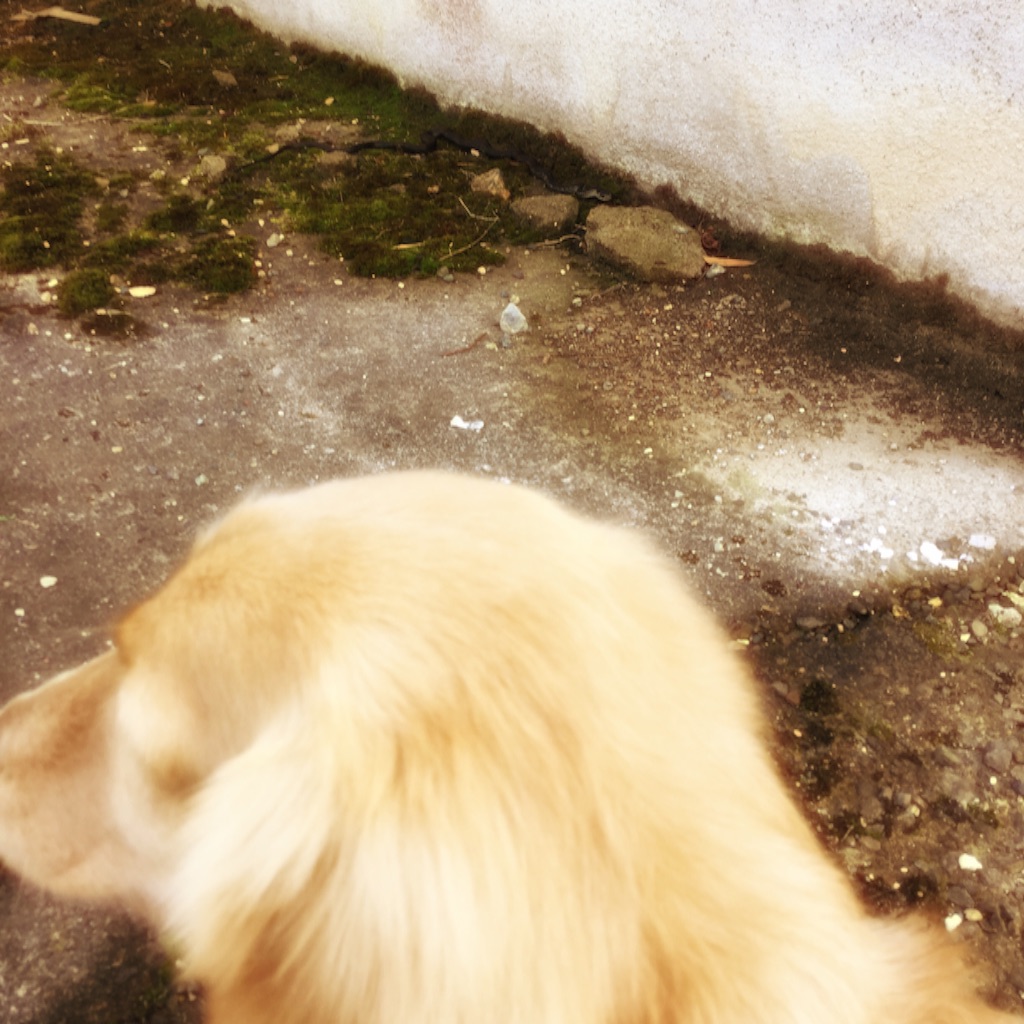 f:id:panyannya:20151120235902j:image f:id:panyannya:20151120235902j:image