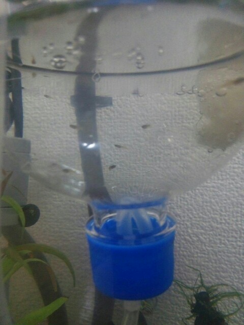 f:id:para-aqua:20150917074011j:plain f:id:para-aqua:20150917074011j:plain
