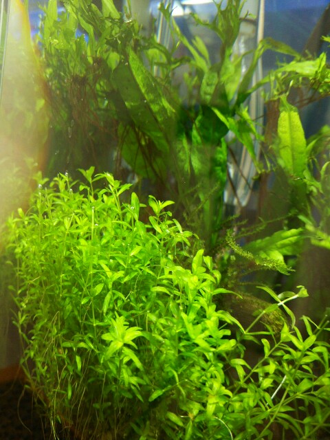 f:id:para-aqua:20151220095543j:plain f:id:para-aqua:20151220095543j:plain