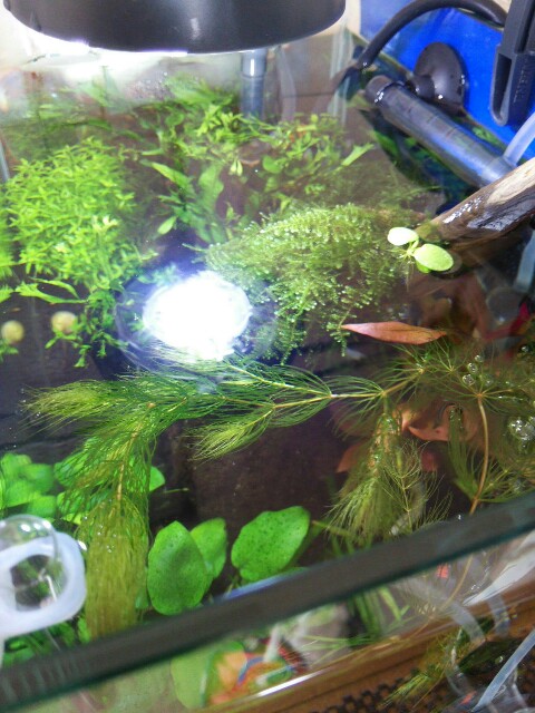 f:id:para-aqua:20151220100137j:plain f:id:para-aqua:20151220100137j:plain