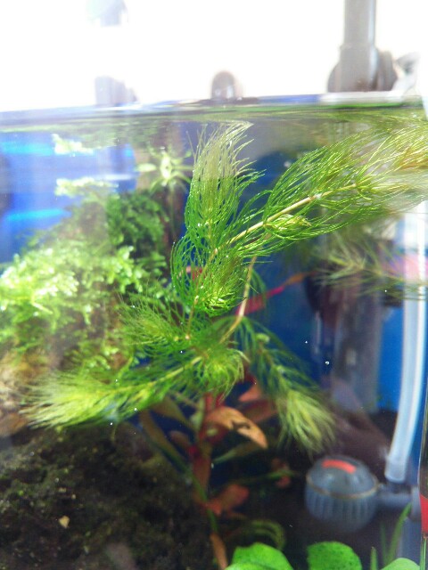 f:id:para-aqua:20151220100345j:plain f:id:para-aqua:20151220100345j:plain