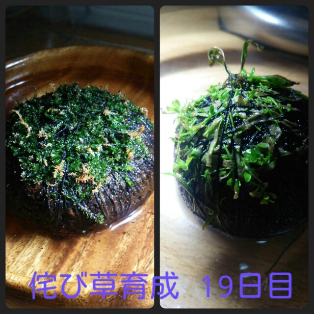 f:id:para-aqua:20160116101914j:plain f:id:para-aqua:20160116101914j:plain