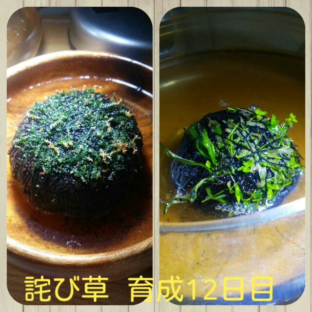 f:id:para-aqua:20160116103122j:plain f:id:para-aqua:20160116103122j:plain