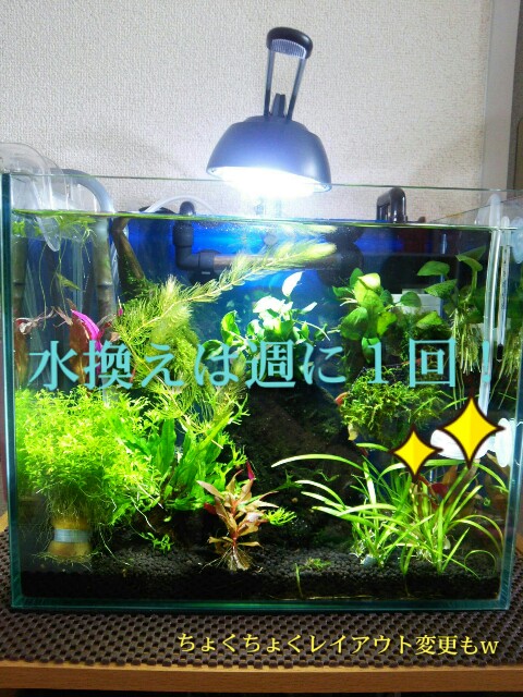 f:id:para-aqua:20160124130926j:plain f:id:para-aqua:20160124130926j:plain