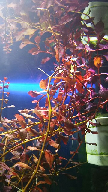 f:id:para-aqua:20160425225702j:plain f:id:para-aqua:20160425225702j:plain