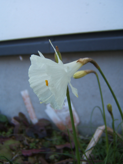 f:id:pastimeanzai:20120131181320j:plain f:id:pastimeanzai:20120131181320j:plain