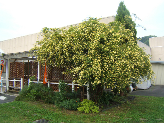 f:id:pastimeanzai:20120508224353j:plain f:id:pastimeanzai:20120508224353j:plain