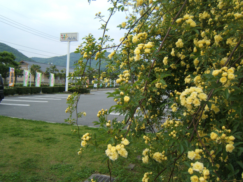 f:id:pastimeanzai:20120508224729j:plain f:id:pastimeanzai:20120508224729j:plain