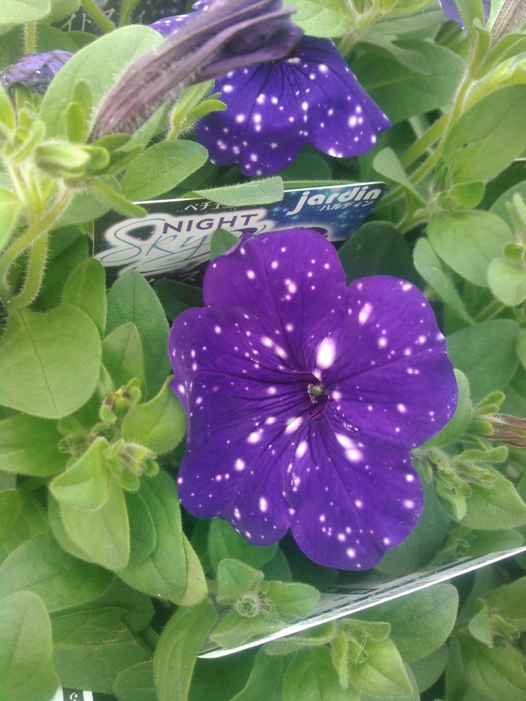 f:id:pastimeanzai:20160513181022j:plain f:id:pastimeanzai:20160513181022j:plain