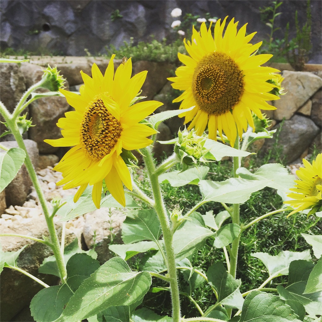 f:id:patakong:20160723083259j:image f:id:patakong:20160723083259j:image
