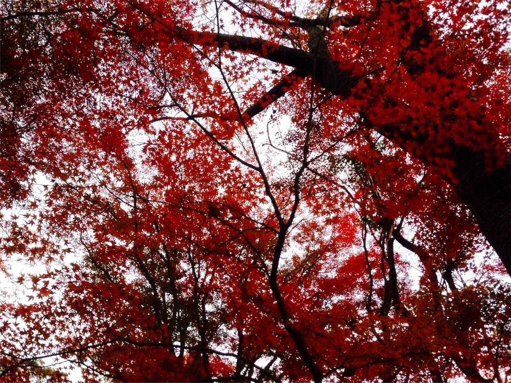 f:id:pdrknshjpd:20151207182020j:image f:id:pdrknshjpd:20151207182020j:image