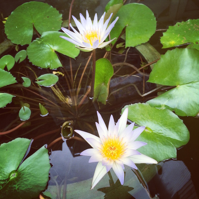 f:id:peacefusai:20151025165636j:plain f:id:peacefusai:20151025165636j:plain
