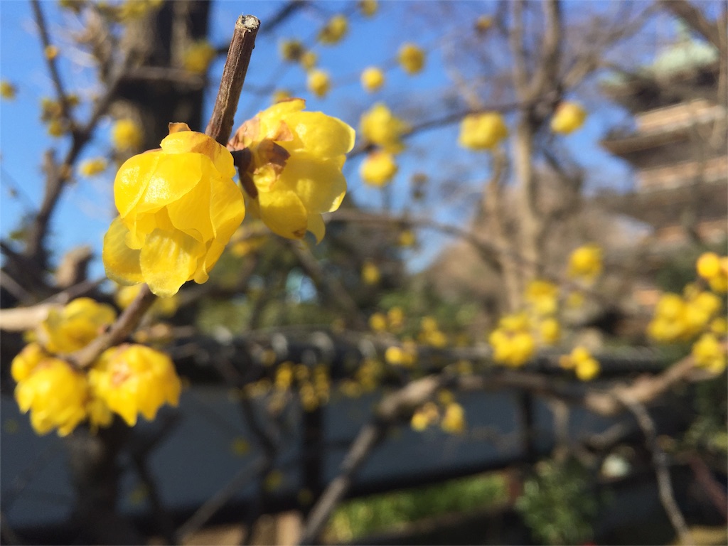 f:id:pearlmoon-horizon:20160321112719j:image f:id:pearlmoon-horizon:20160321112719j:image