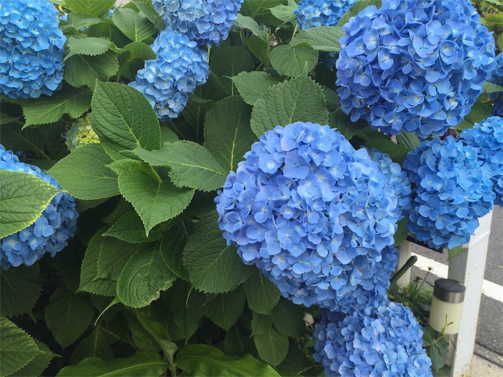 f:id:pearlmoon-horizon:20160528202808j:image f:id:pearlmoon-horizon:20160528202808j:image