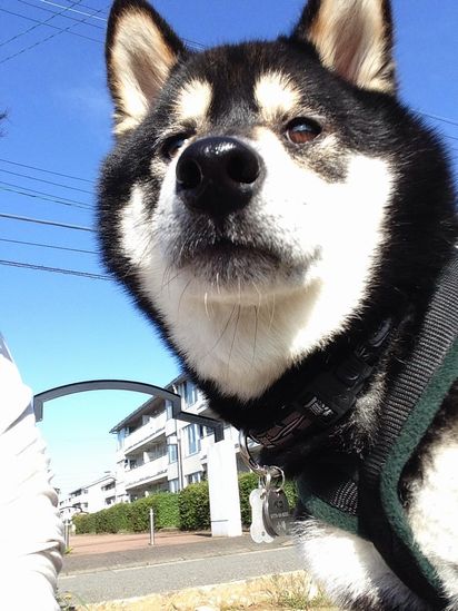 f:id:peko0421:20150922161658j:plain