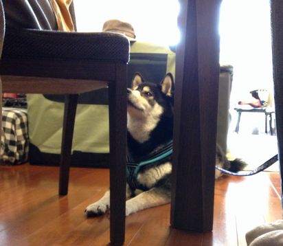 f:id:peko0421:20150922162544j:plain