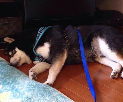 f:id:peko0421:20150922164705j:plain