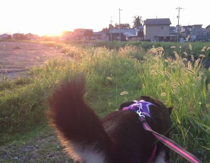 f:id:peko0421:20150922170836j:plain