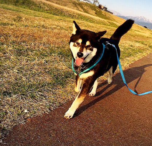 f:id:peko0421:20160304202204j:plain f:id:peko0421:20160304202204j:plain