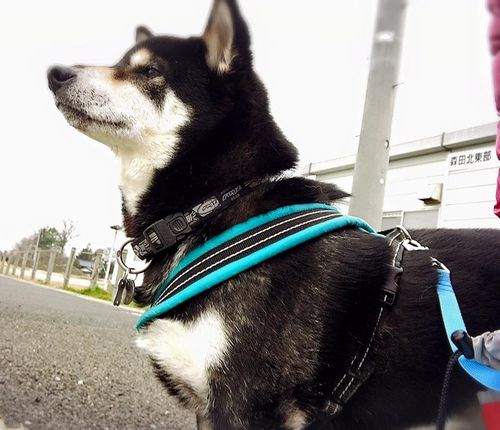 f:id:peko0421:20160305204149j:plain f:id:peko0421:20160305204149j:plain