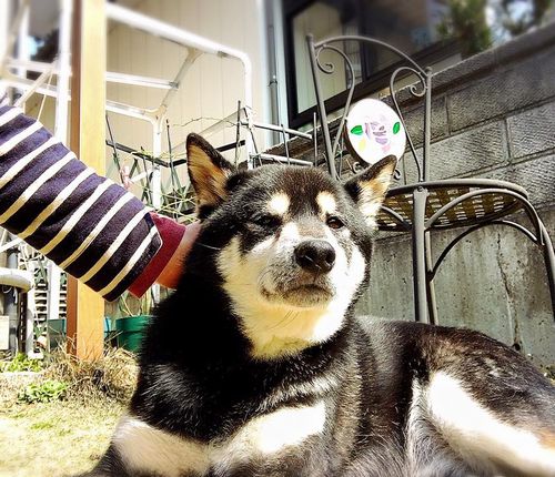 f:id:peko0421:20160305212334j:plain f:id:peko0421:20160305212334j:plain