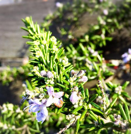 f:id:peko0421:20160306164427j:plain f:id:peko0421:20160306164427j:plain