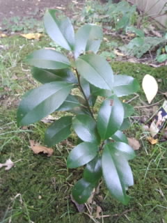f:id:pekopokomam:20141025113951j:plain f:id:pekopokomam:20141025113951j:plain