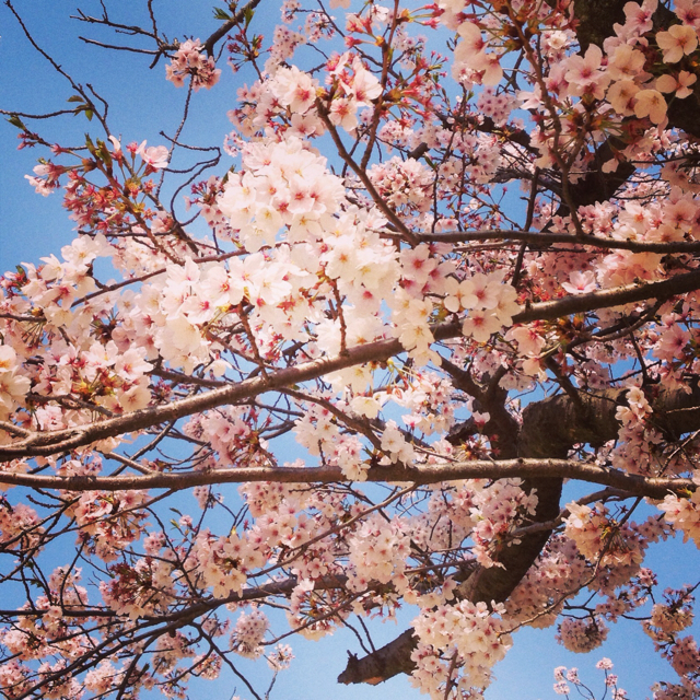 f:id:penguinsholiday:20130402020750j:plain f:id:penguinsholiday:20130402020750j:plain