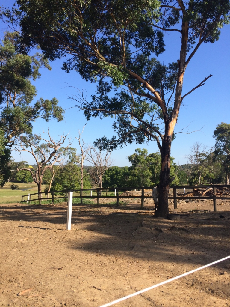 f:id:peppertree:20151214201640j:plain f:id:peppertree:20151214201640j:plain