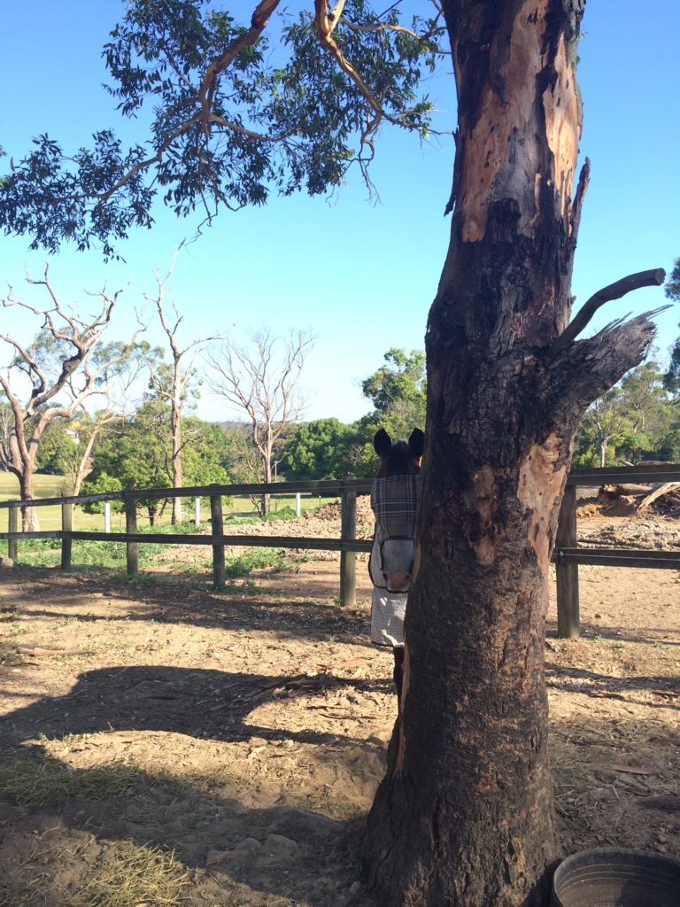f:id:peppertree:20151214201728j:plain f:id:peppertree:20151214201728j:plain