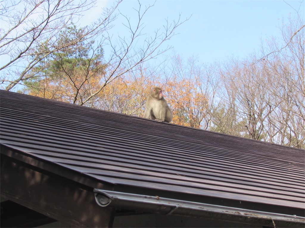 f:id:perefis:20151130215904j:image f:id:perefis:20151130215904j:image